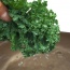 Cải xoăn (cải Kale) nhà trồng an toàn VietGAP